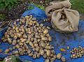 2011-1102-1420_Nicola_Potatoes_14.8C